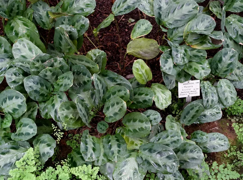 maranta cristata plant showing characteristic features