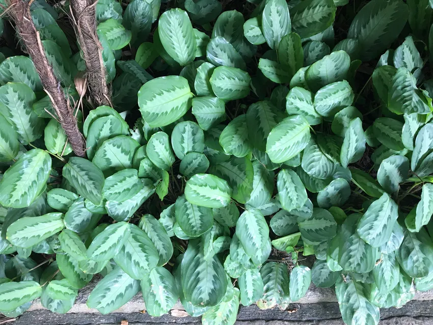 maranta cristata plant showing characteristic features