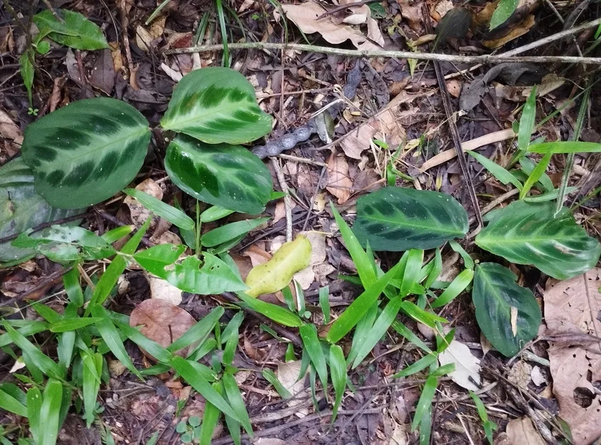 maranta cristata plant showing characteristic features