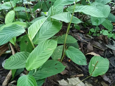 maranta friedrichsthaliana thumbnail