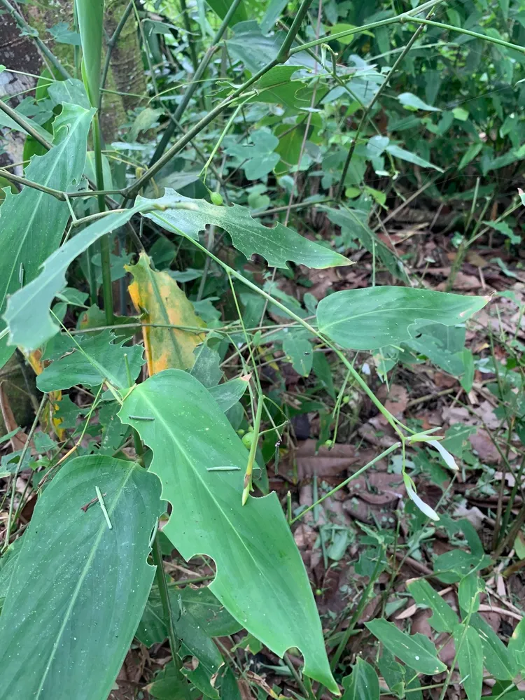 maranta gibba plant showing characteristic features