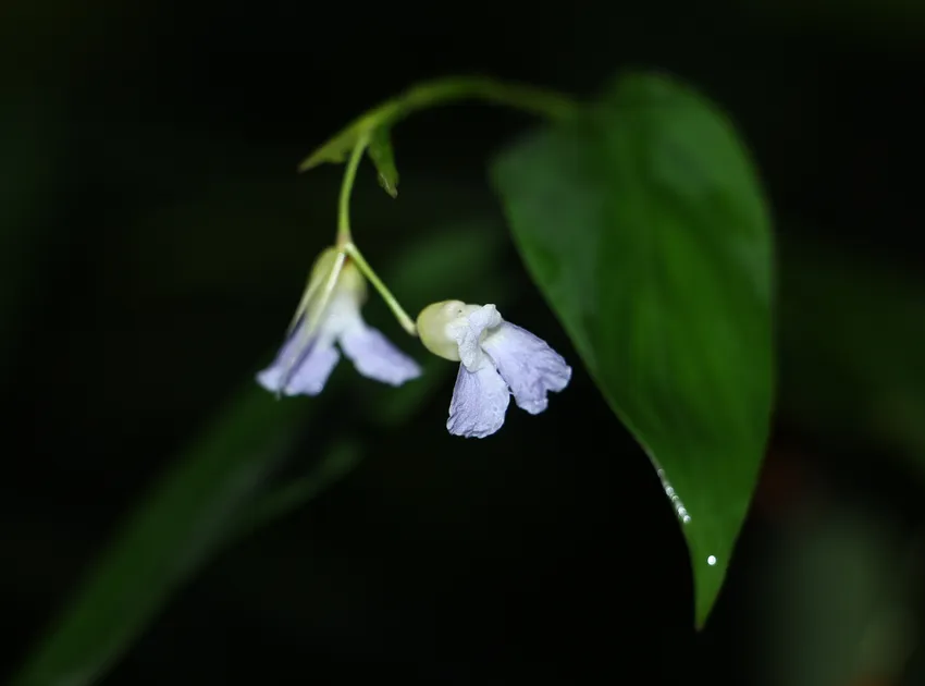 maranta gibba plant showing characteristic features