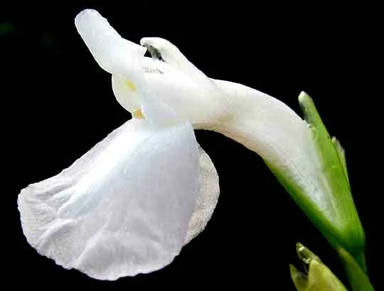 maranta gibba plant showing characteristic features