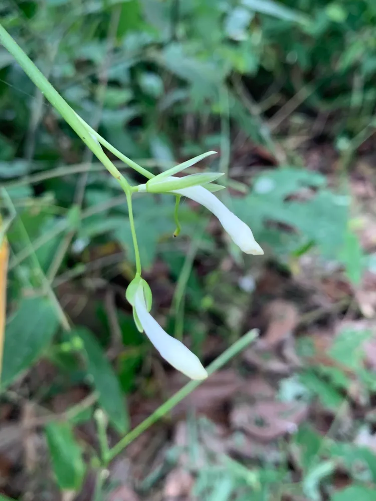 maranta gibba plant showing characteristic features