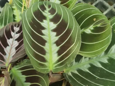 maranta black thumbnail