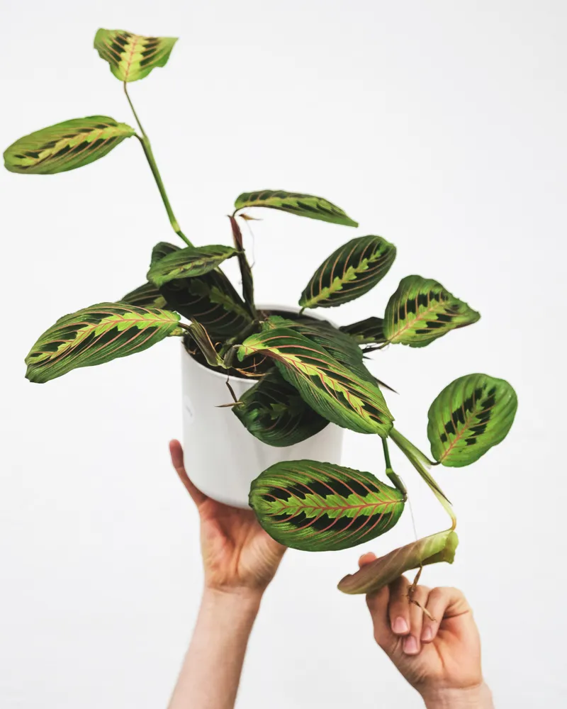 maranta fascinator plant showing characteristic features