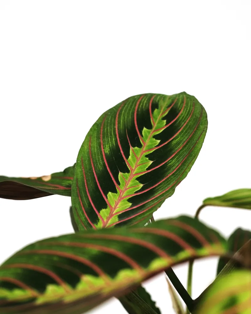 maranta fascinator plant showing characteristic features