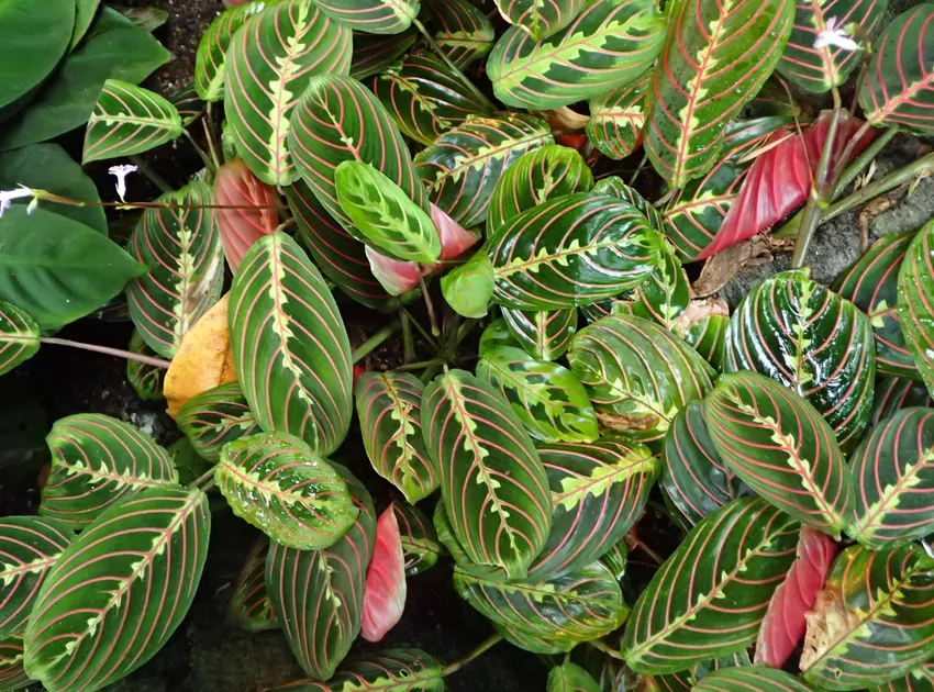 maranta fascinator plant showing characteristic features