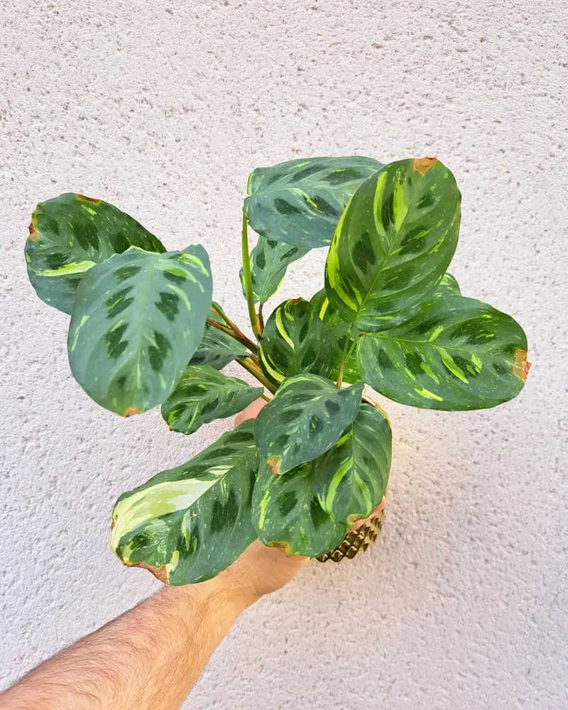 maranta kerchoveana variegata plant showing characteristic features