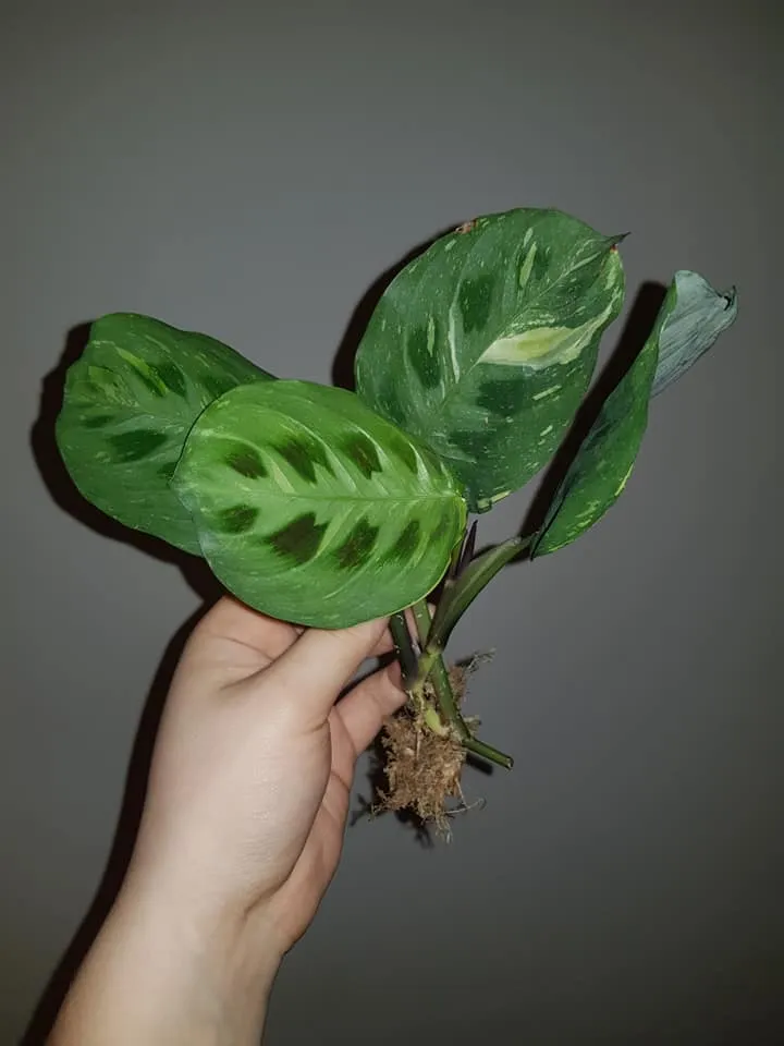 maranta kerchoveana variegata plant showing characteristic features