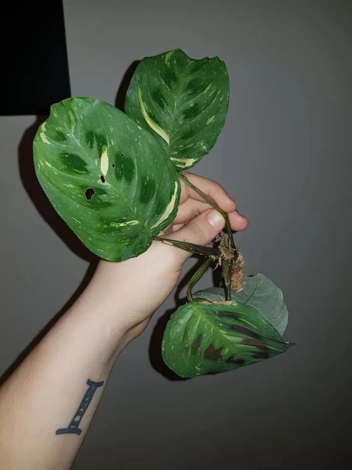 maranta kerchoveana variegata plant showing characteristic features