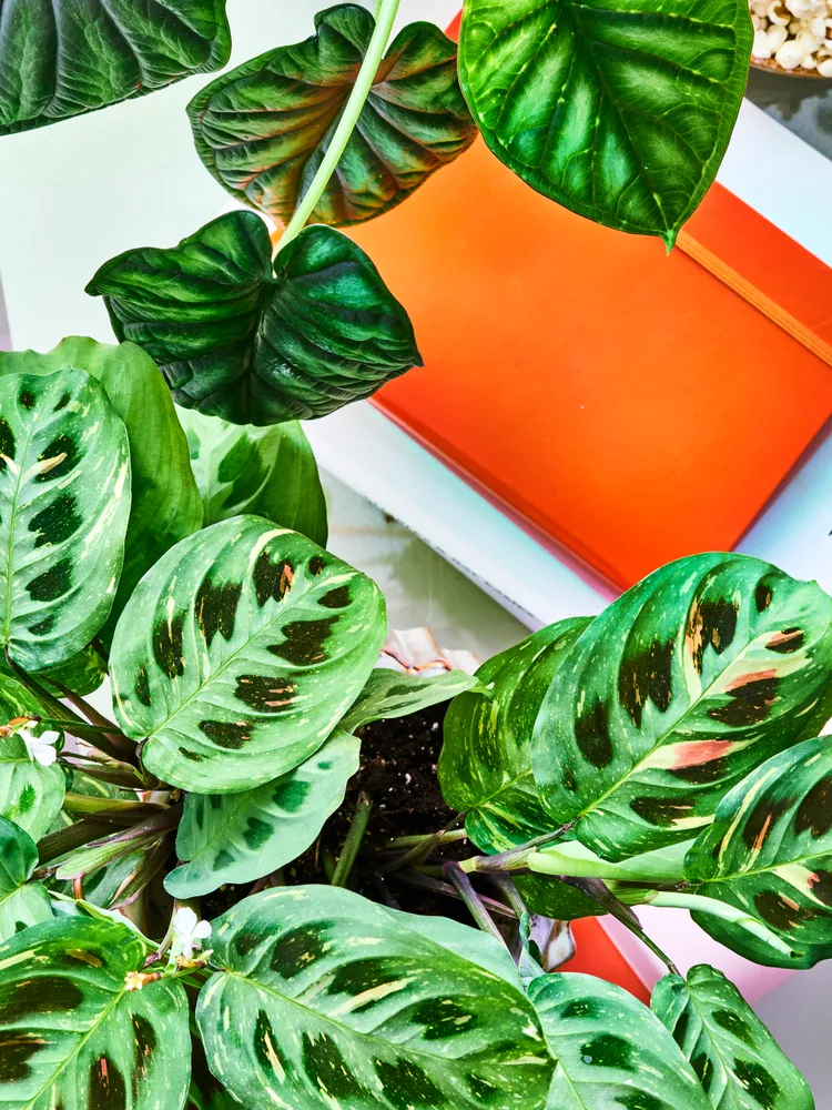 maranta kerchoveana variegata plant showing characteristic features