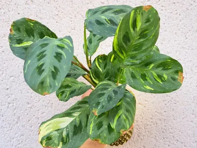 maranta kerchoveana variegata thumbnail