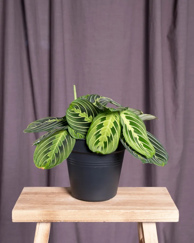 maranta lemon lime plant showing characteristic features