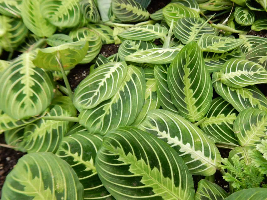 maranta lemon lime plant showing characteristic features