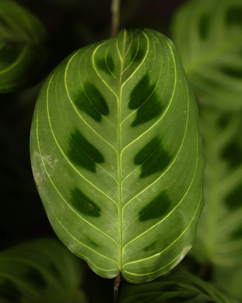 maranta light veins plant showing characteristic features