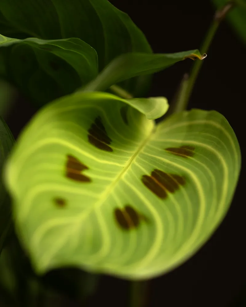 maranta light veins plant showing characteristic features