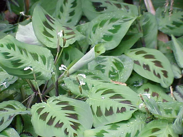 maranta leuconeura plant showing characteristic features