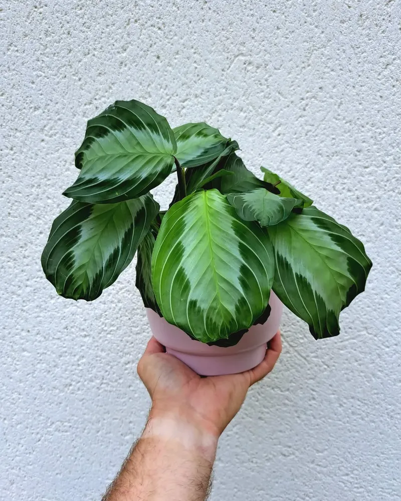 maranta silver band plant showing characteristic features