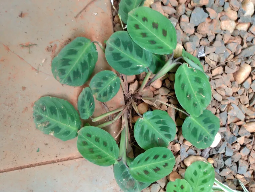 maranta leuconeura plant showing characteristic features