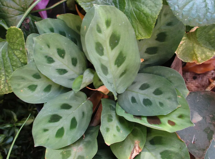 maranta leuconeura plant showing characteristic features