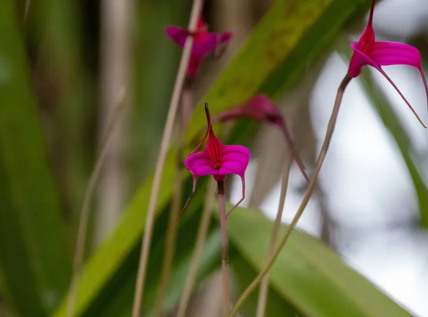 masdevallia amabilis plant showing characteristic features