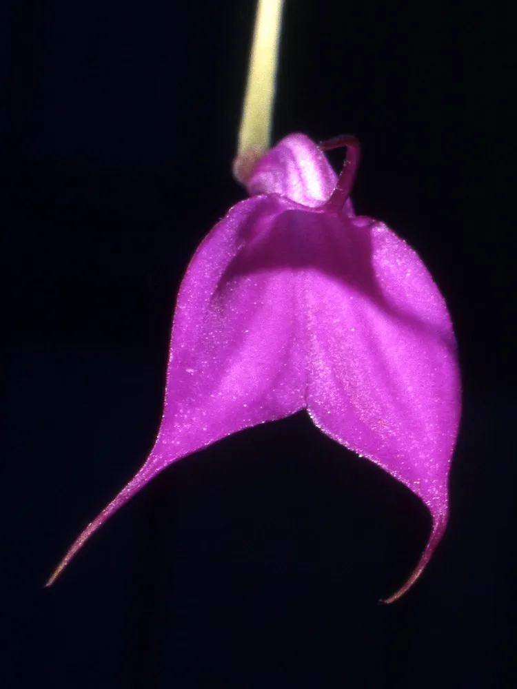 masdevallia amabilis plant showing characteristic features