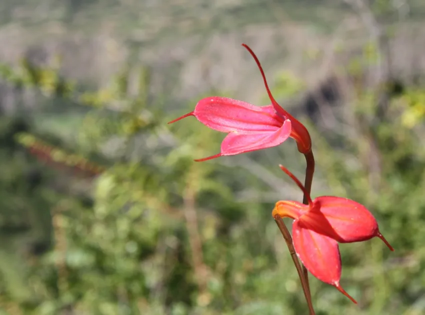 masdevallia amabilis plant showing characteristic features