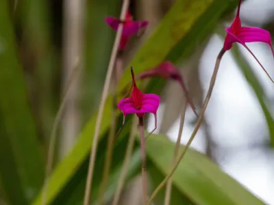 thumbnail masdevallia amabilis
