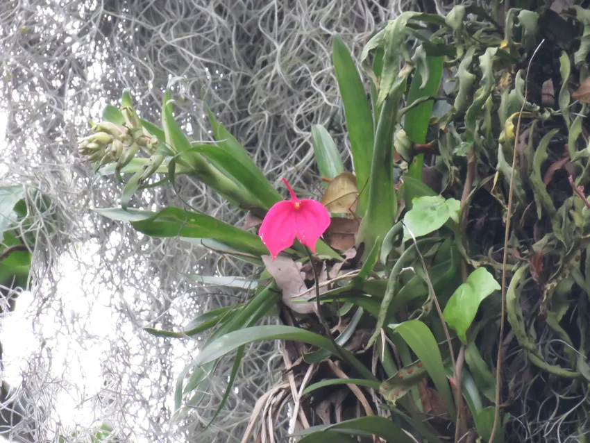 masdevallia coccinea plant showing characteristic features