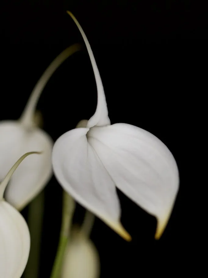 masdevallia coccinea plant showing characteristic features