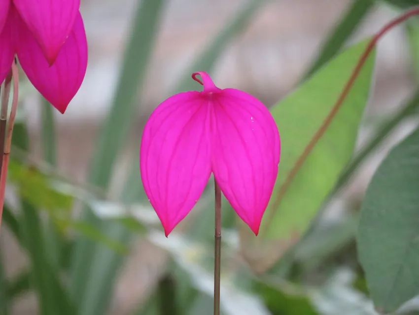 masdevallia coccinea plant showing characteristic features