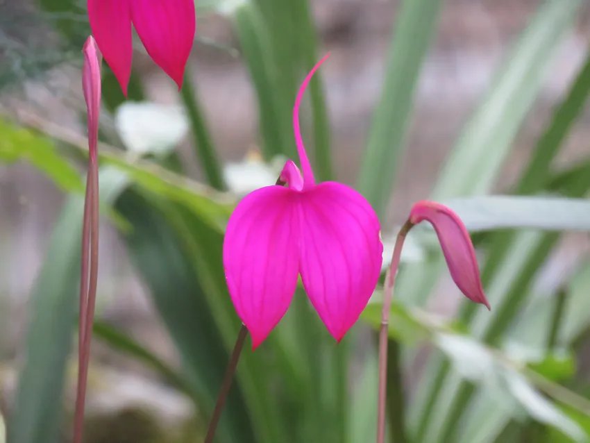 masdevallia coccinea plant showing characteristic features