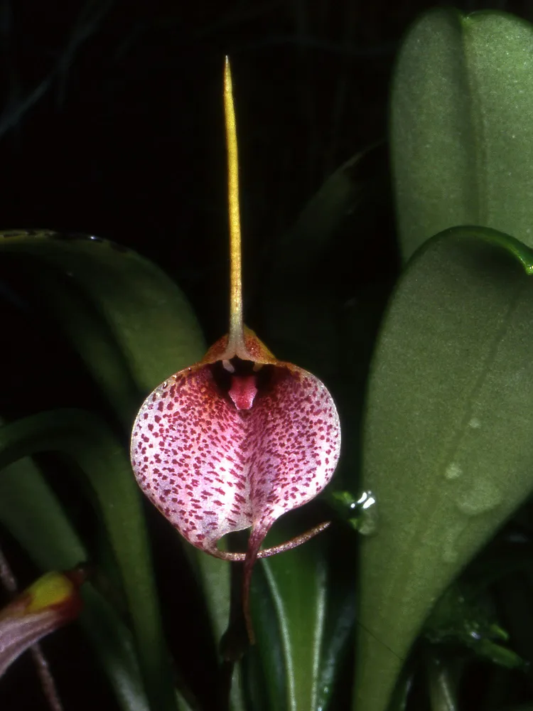 masdevallia floribunda plant showing characteristic features