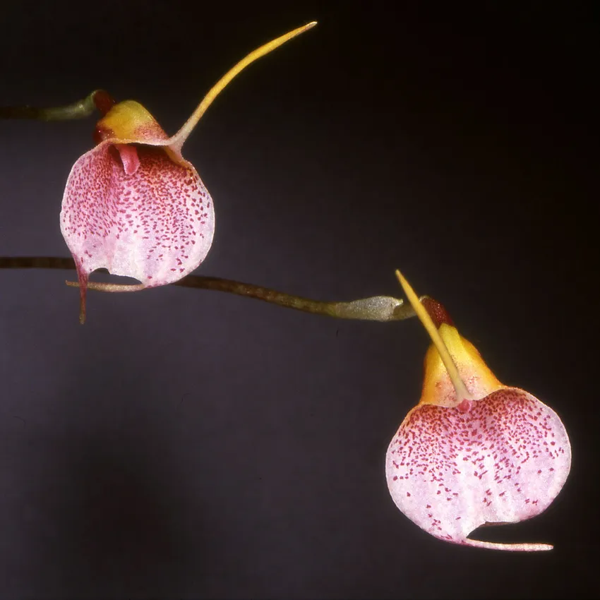 masdevallia floribunda plant showing characteristic features