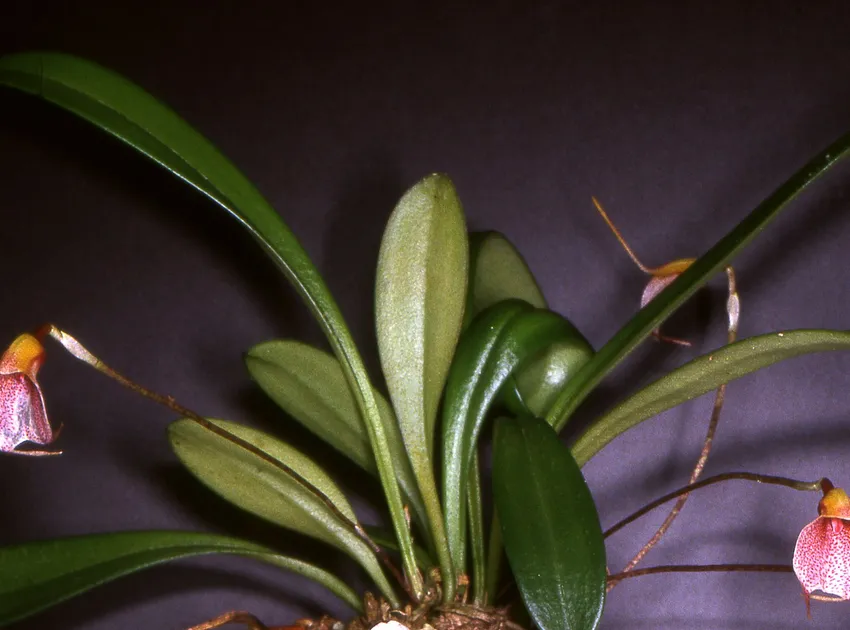 masdevallia floribunda plant showing characteristic features