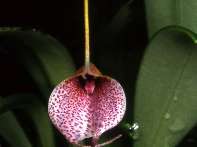 thumbnail masdevallia floribunda