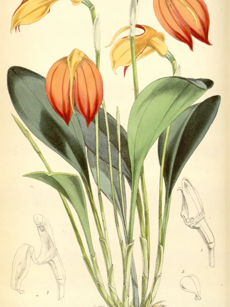 masdevallia ignea plant showing characteristic features