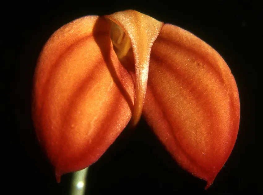 masdevallia ignea plant showing characteristic features