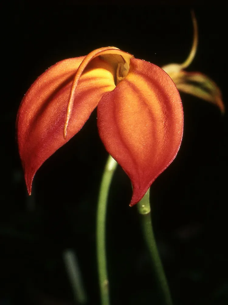 masdevallia ignea plant showing characteristic features