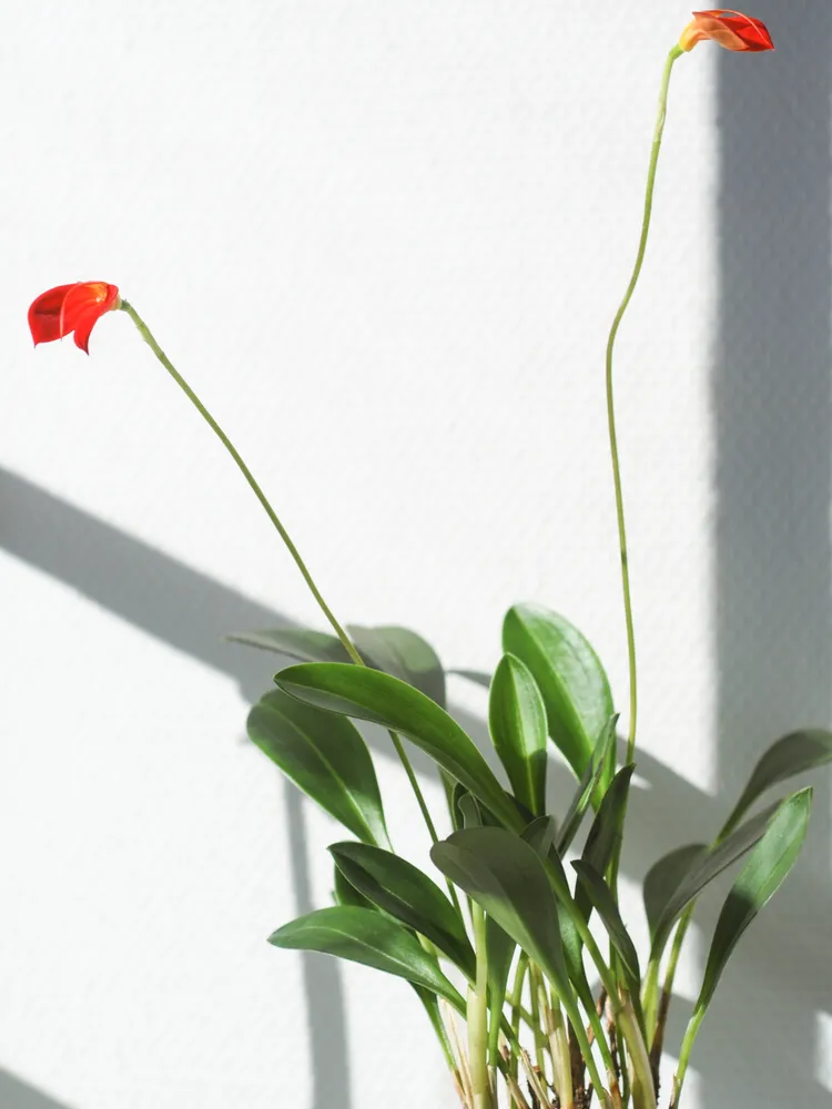 masdevallia ignea plant showing characteristic features