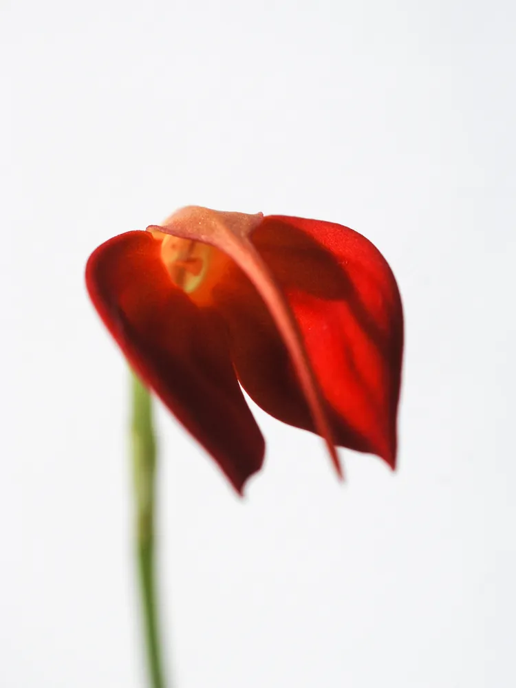 masdevallia ignea plant showing characteristic features