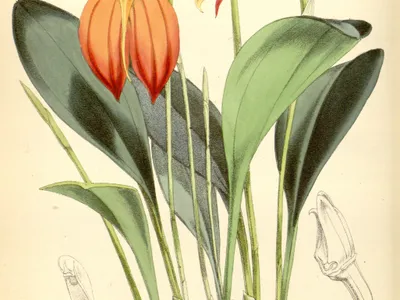 thumbnail masdevallia ignea