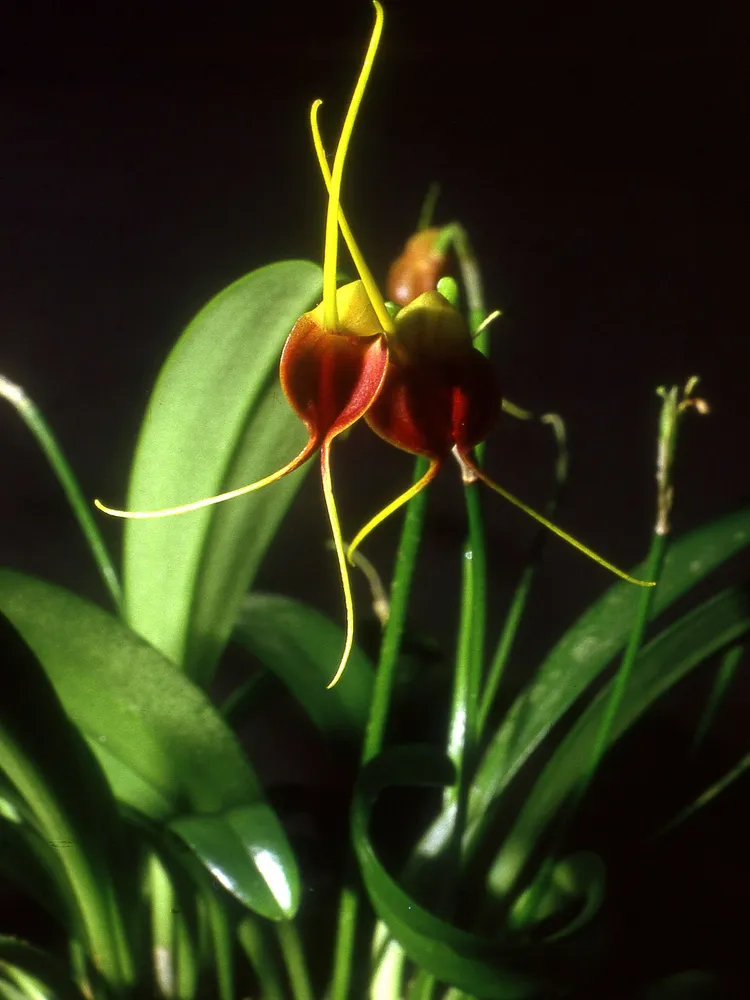 masdevallia infracta plant showing characteristic features