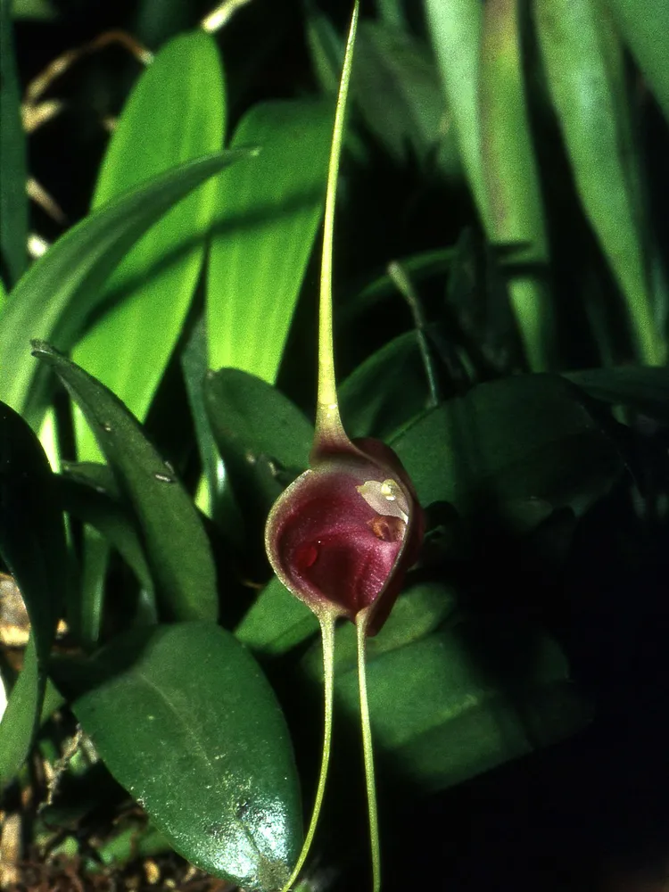 masdevallia infracta plant showing characteristic features