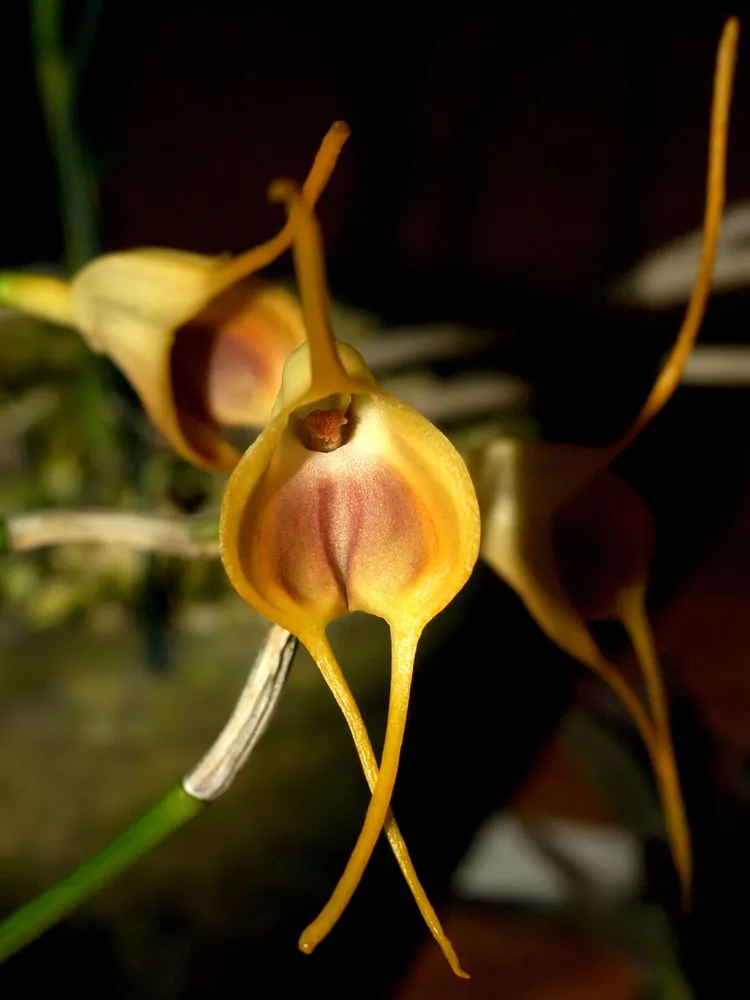 masdevallia infracta plant showing characteristic features