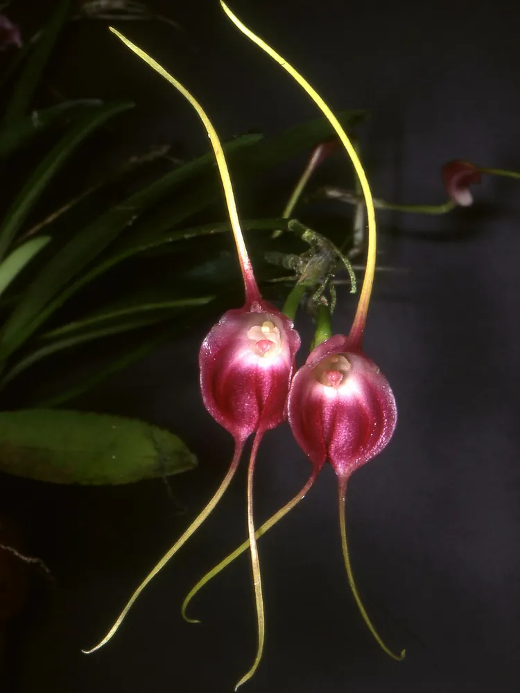 masdevallia infracta plant showing characteristic features