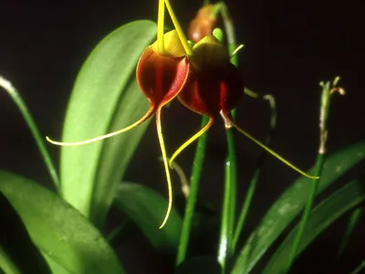 thumbnail masdevallia infracta