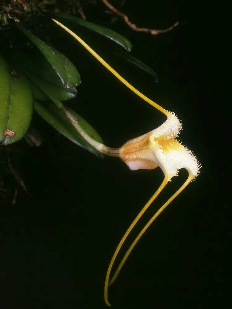 masdevallia strobelii plant showing characteristic features