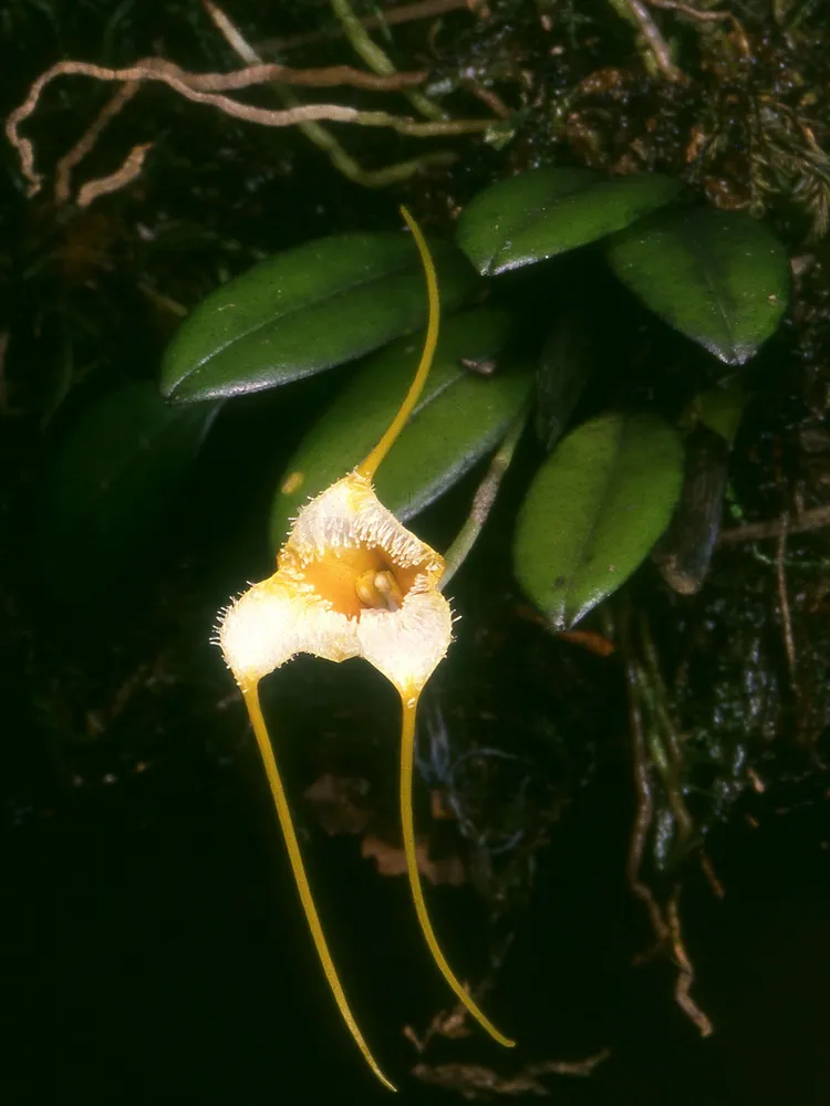 masdevallia strobelii plant showing characteristic features